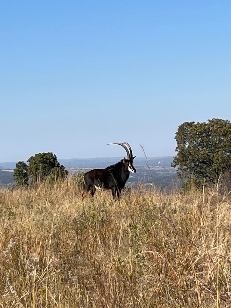 Commercial Property for Sale in Swartruggens North West